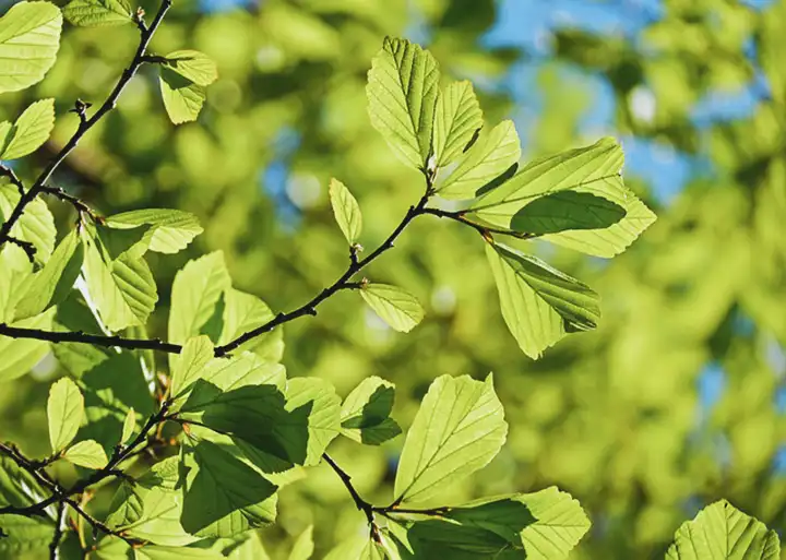 Alergia Hera Venenosa | Sintomas, Erupções na Pele e Dermatite